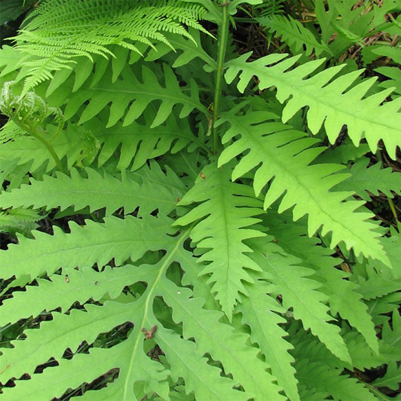 Onoclea sensibilis (Foliage)