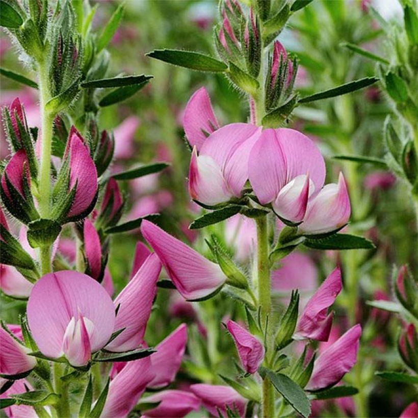 Ononis spinosa (Flowering)