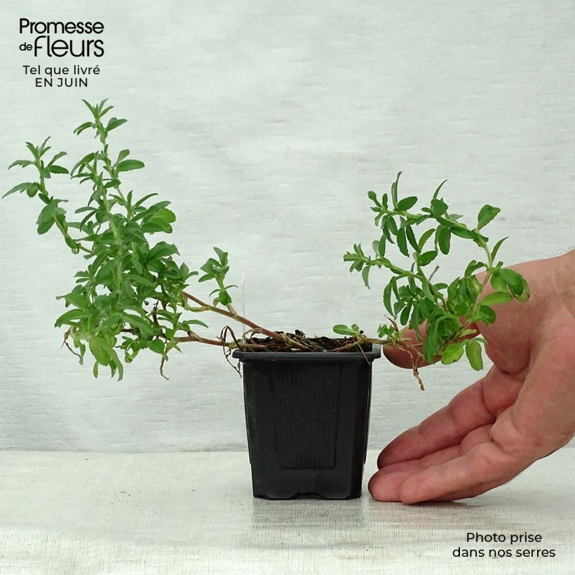 Ononis spinosa 8/9 cm pot sample as delivered in summer