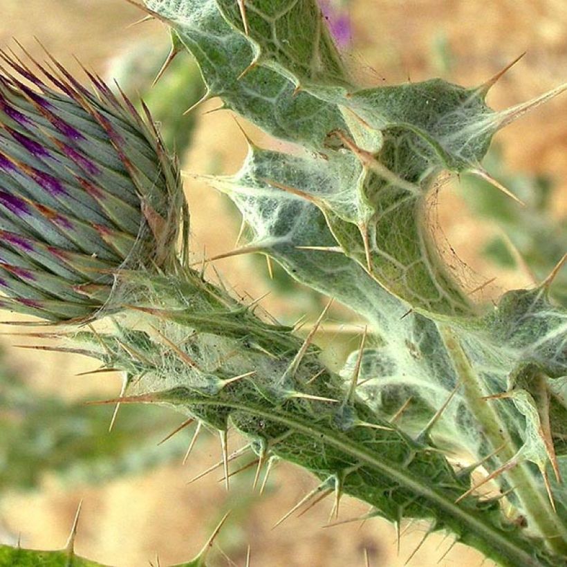 Onopordum nervosum (Foliage)