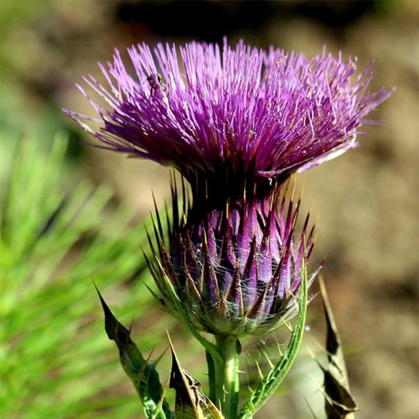 Onopordum nervosum (Flowering)