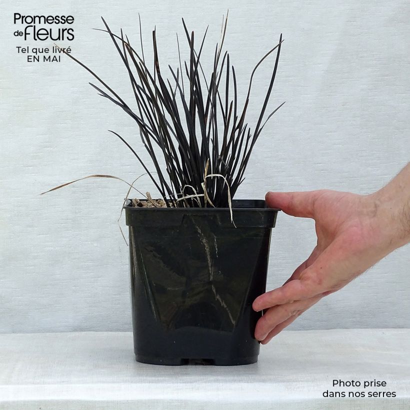Ophiopogon planiscapus Hosoba Kokuryu sample as delivered in spring