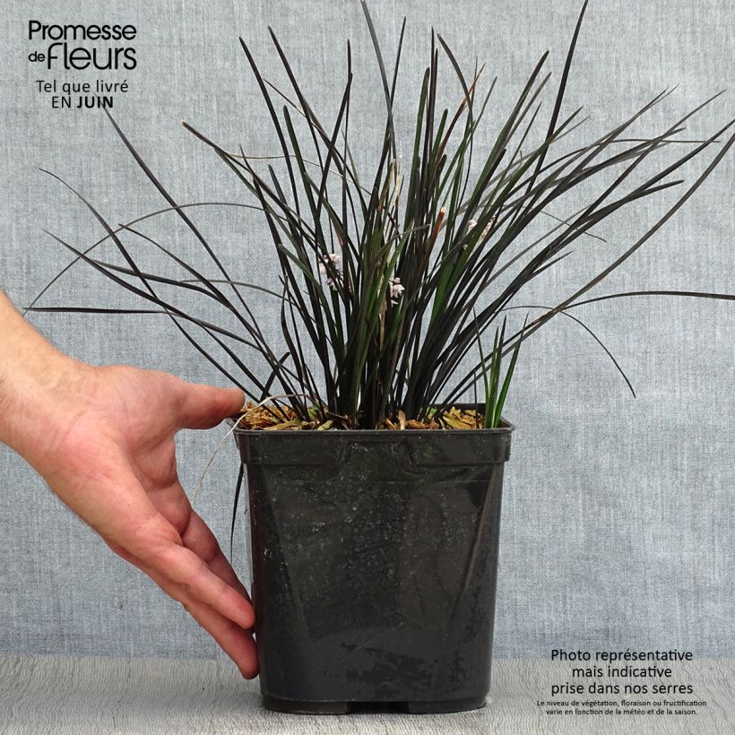 Ophiopogon planiscapus Hosoba Kokuryu 2L/3L pot sample as delivered in summer