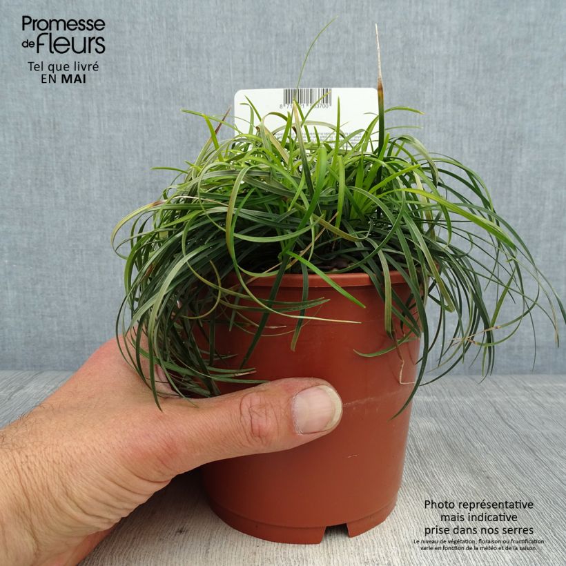 Ophiopogon chingii sample as delivered in spring