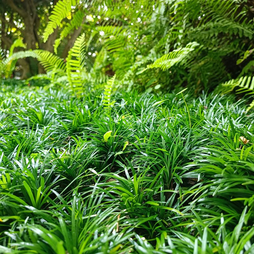 Ophiopogon japonicus (Plant habit)