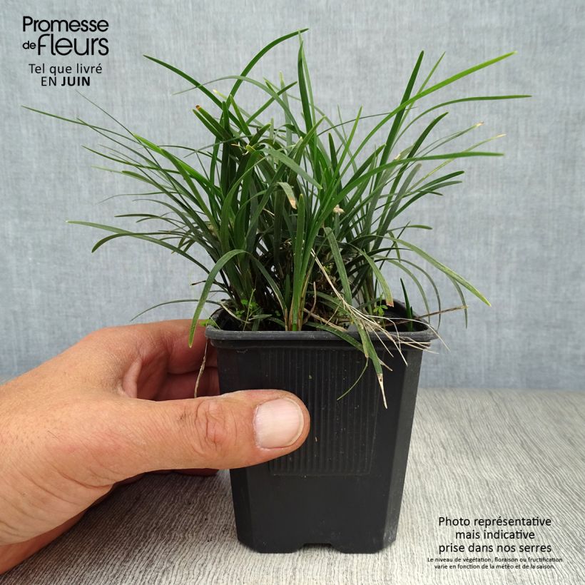 Ophiopogon japonicus 8/9 cm pot sample as delivered in summer