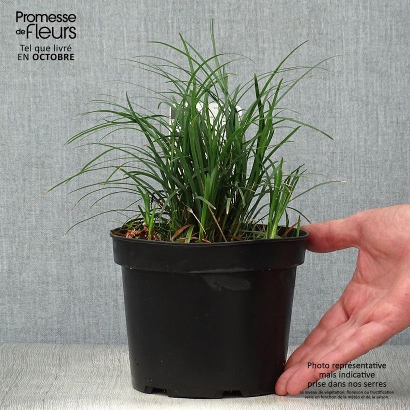 Ophiopogon japonicus 2L/3L pot sample as delivered in autumn