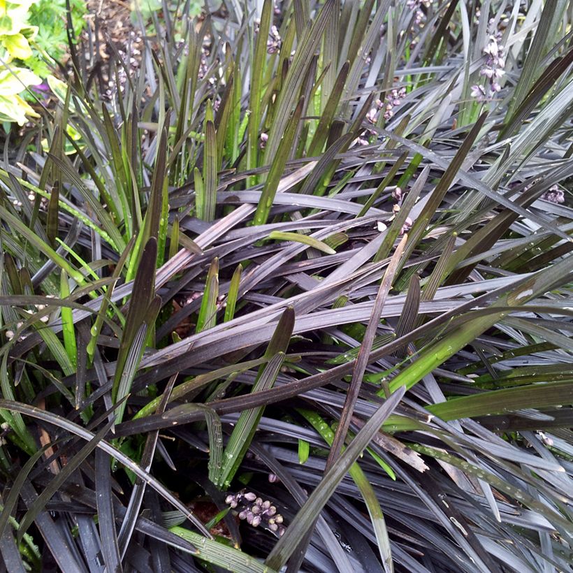 Black Ophiopogon - Ophiopogon planiscapus Nigrescens (Foliage)