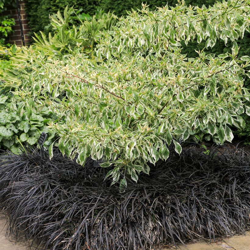 Black Ophiopogon - Ophiopogon planiscapus Nigrescens (Plant habit)