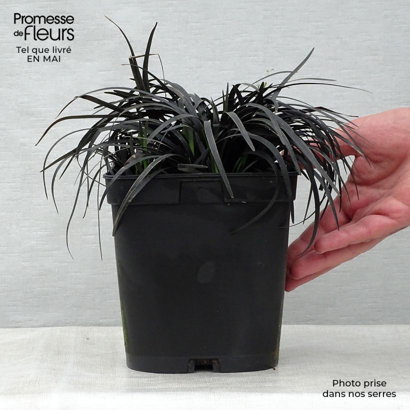 Black Ophiopogon - Ophiopogon planiscapus Nigrescens sample as delivered in spring