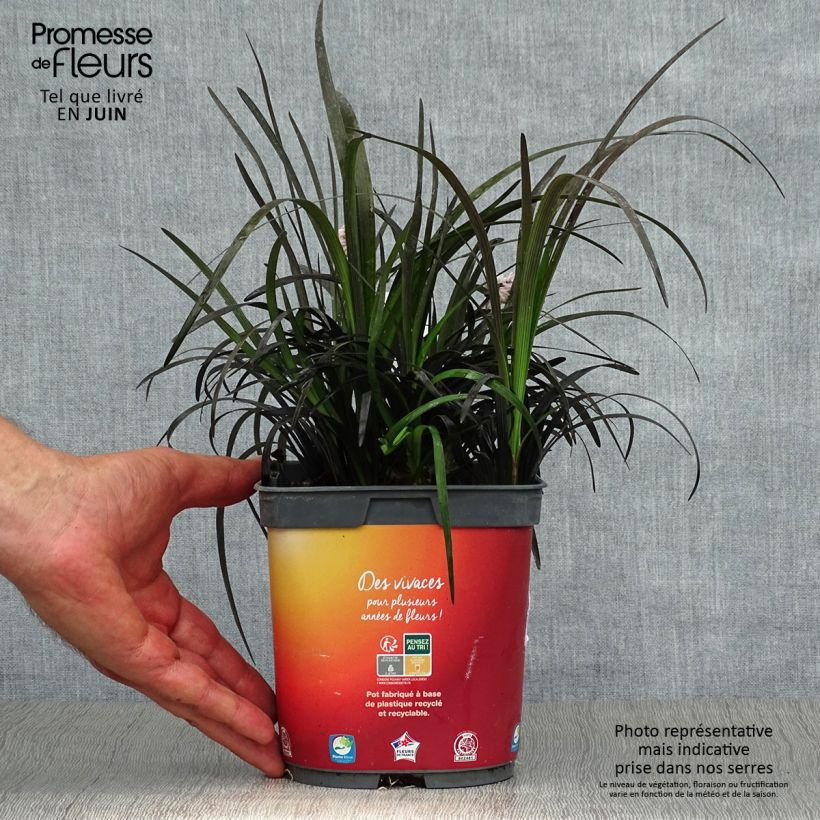 Black Ophiopogon - Ophiopogon planiscapus Nigrescens 2L/3L pot sample as delivered in summer