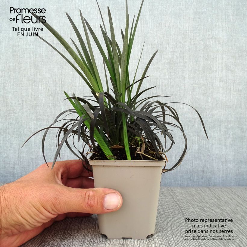 Black Ophiopogon - Ophiopogon planiscapus Nigrescens 8/9 cm pot sample as delivered in summer