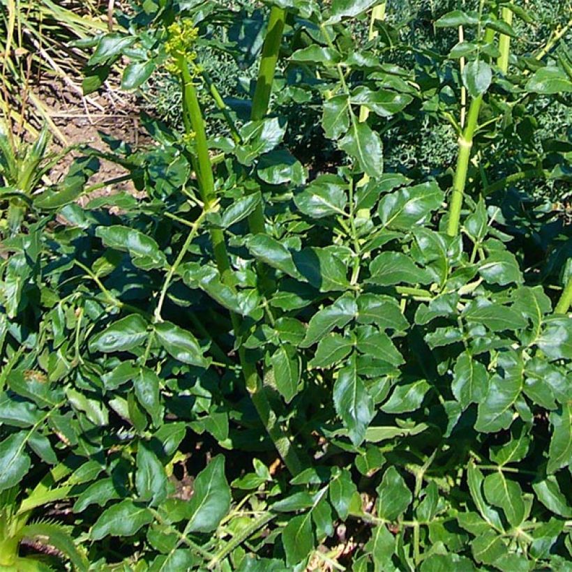 Opopanax chironium (Foliage)