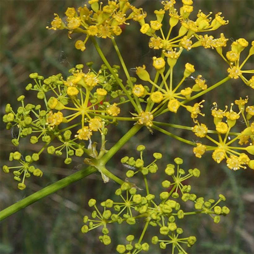Opopanax chironium (Flowering)
