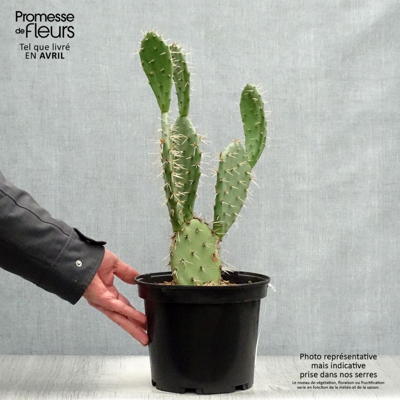 Opuntia engelmannii var. alta - Prickly Pear 4L/5L pot sample as delivered in spring