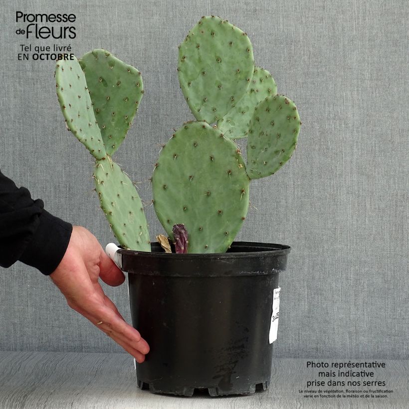 Opuntia engelmannii var. alta - Prickly Pear 4L/5L pot sample as delivered in autumn