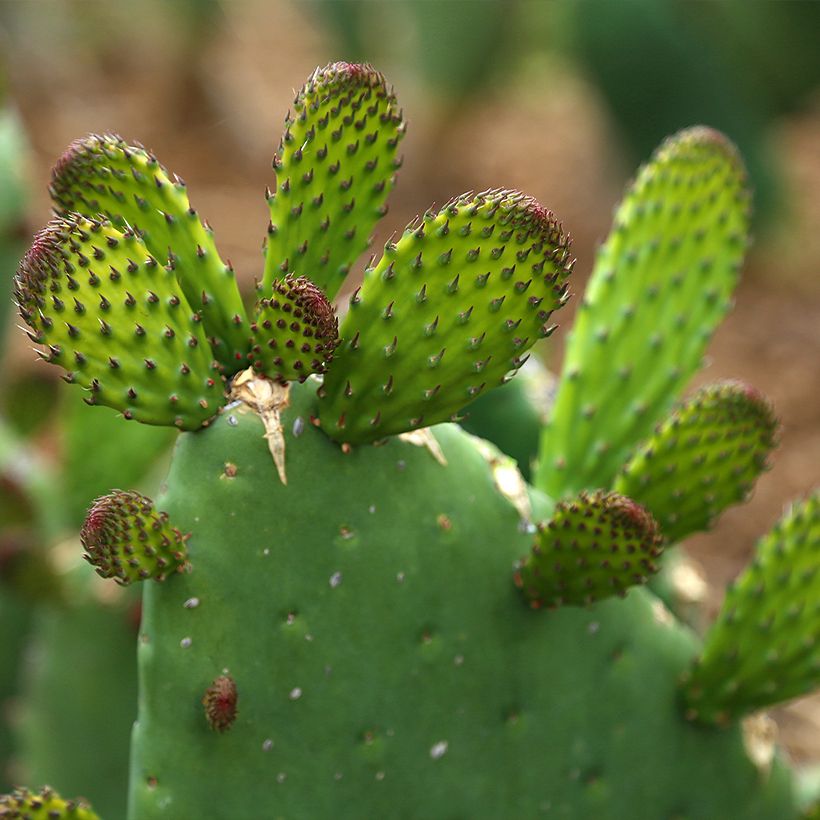 Opuntia engelmannii var. alta - Prickly Pear (Foliage)