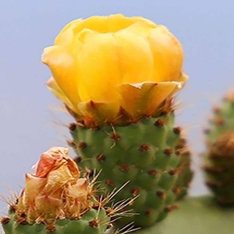 Opuntia engelmannii var. alta - Prickly Pear (Flowering)