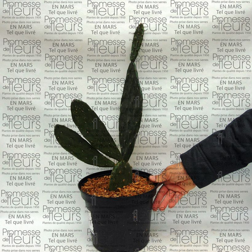 Example of Opuntia anacantha - Prickly Pear 4L/5L pot specimen as delivered