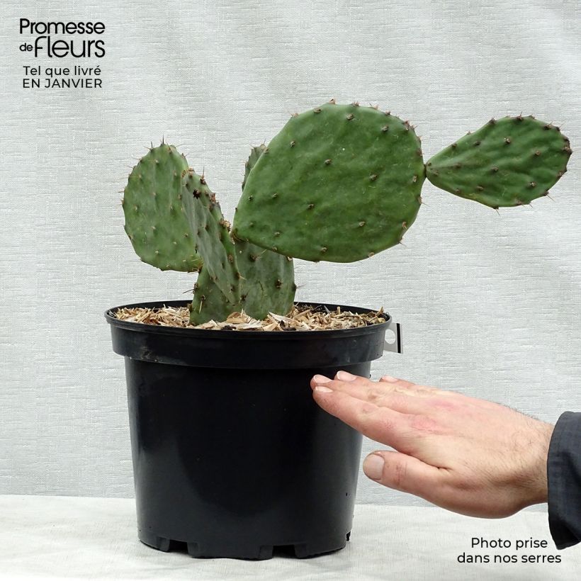 Opuntia atrispina - Prickly Pear 4L/5L pot sample as delivered in winter
