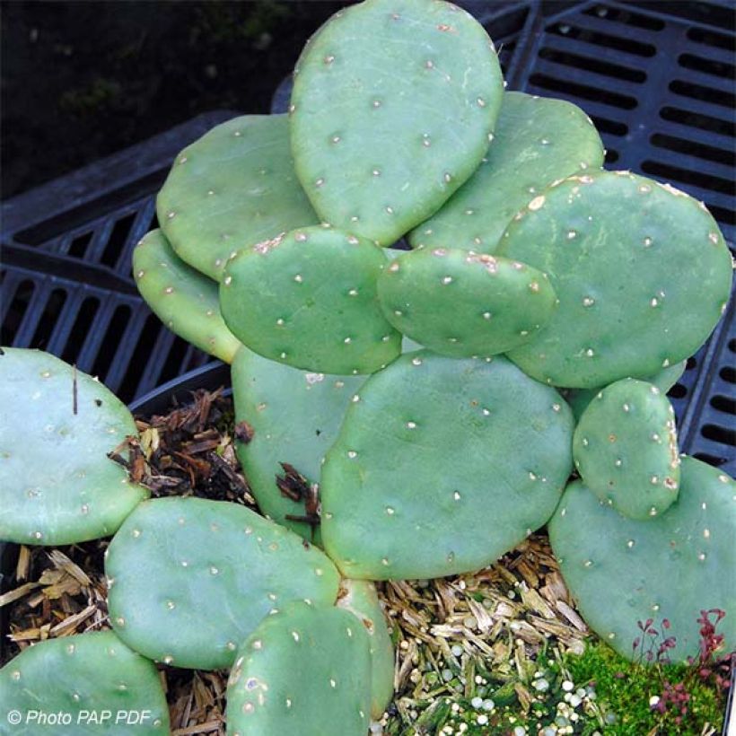 Opuntia compressa Millevaches - Prickly Pear (Plant habit)