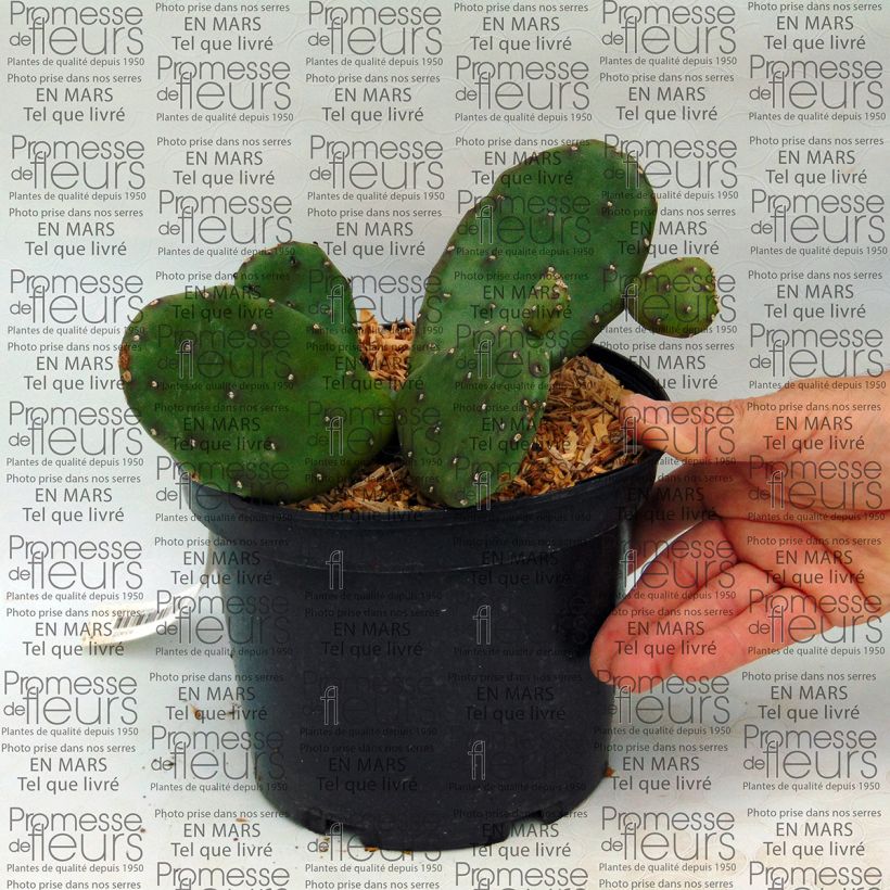 Example of Opuntia compressa Millevaches - Prickly Pear 2L/3L pot specimen as delivered