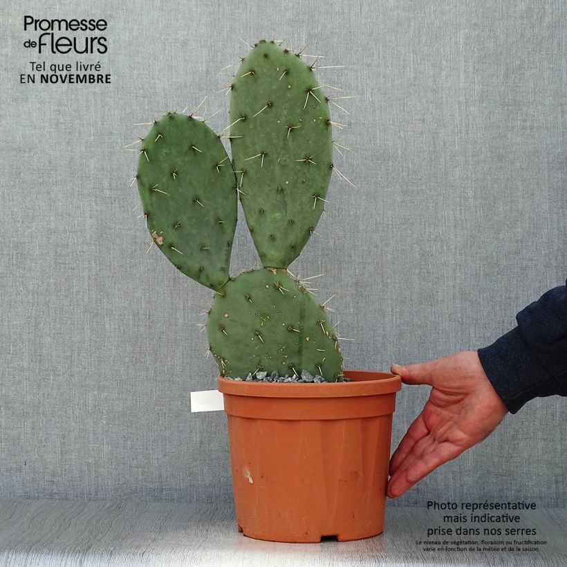 Opuntia engelmannii Belen - Prickly Pear 4L/5L pot sample as delivered in autumn