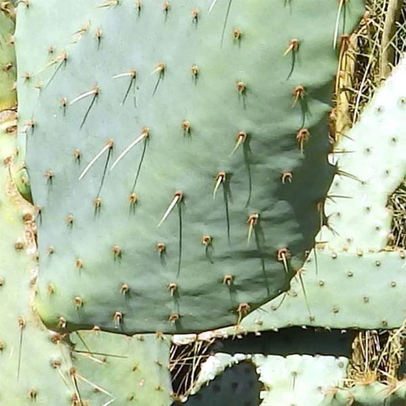 Opuntia engelmannii var. linguiformis - Prickly Pear (Foliage)