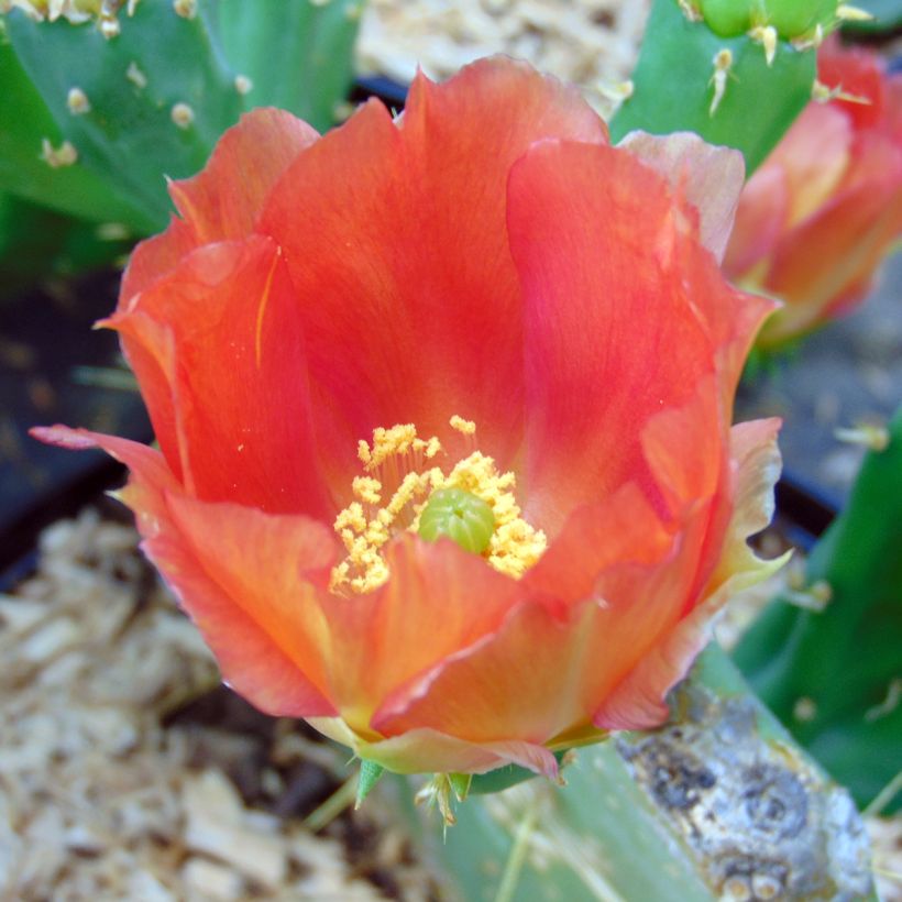 Opuntia engelmannii var. indheimeri - Prickly Pear (Flowering)