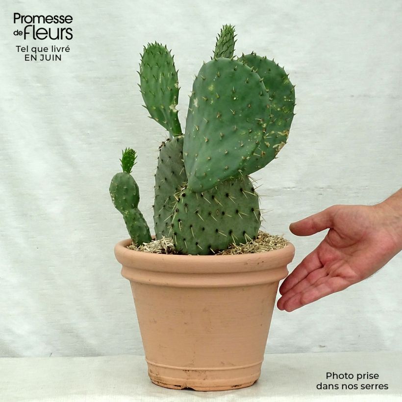 Opuntia engelmannii var. indheimeri - Prickly Pear 4L/5L pot sample as delivered in summer