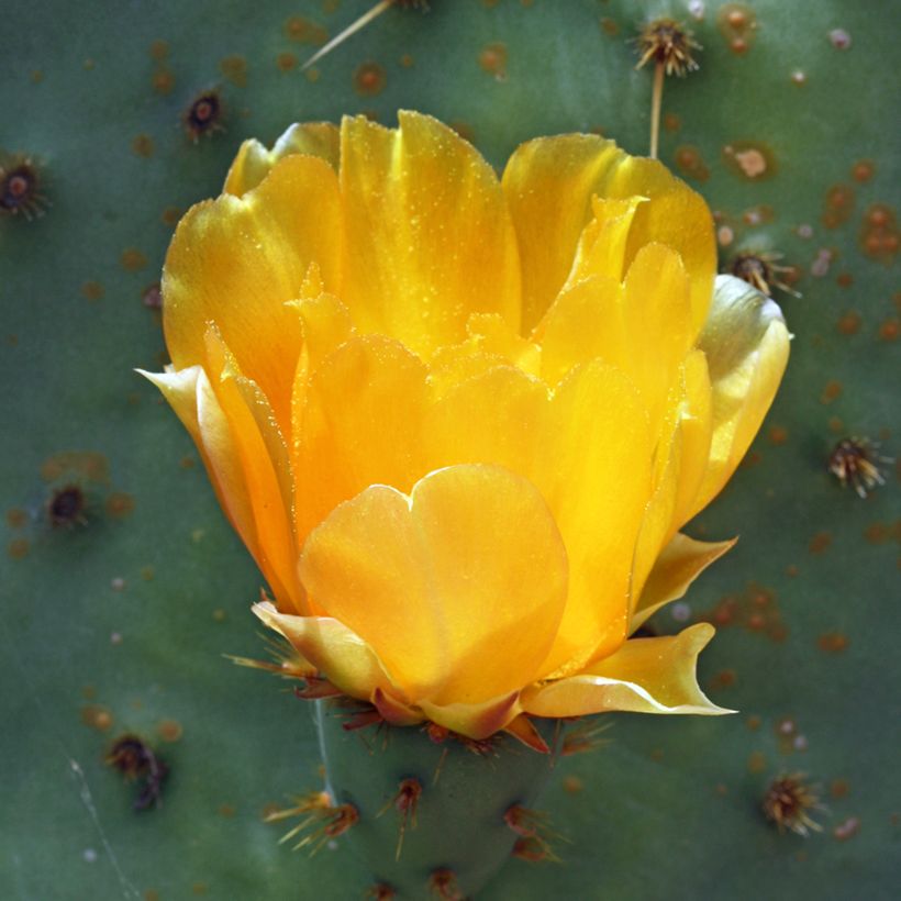 Opuntia engelmannii var. linguiformis - Prickly Pear (Flowering)