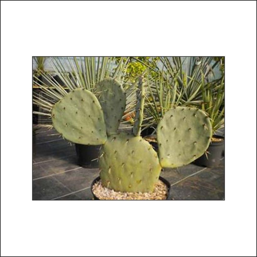 Opuntia gregoriana - Prickly Pear (Foliage)