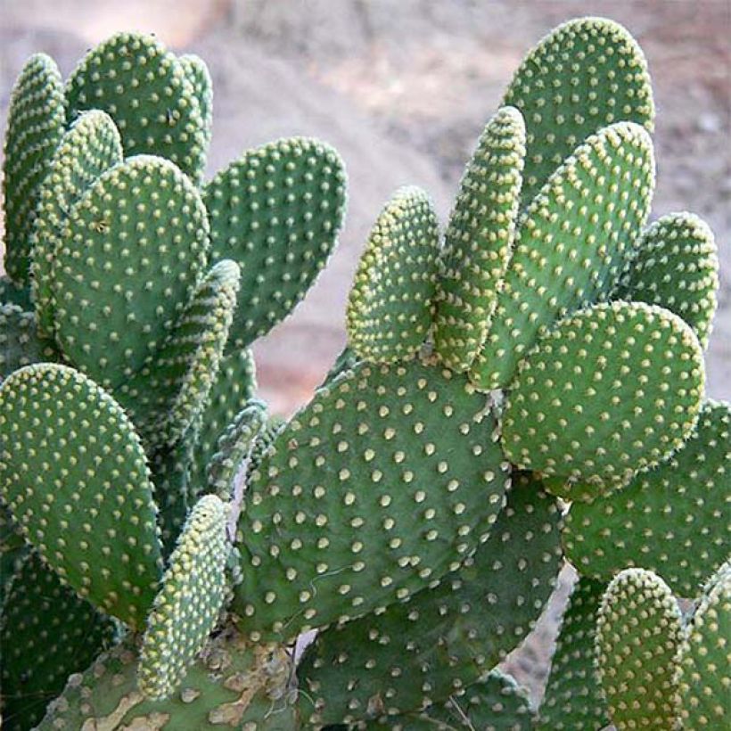 Opuntia microdasys - Prickly Pear (Foliage)