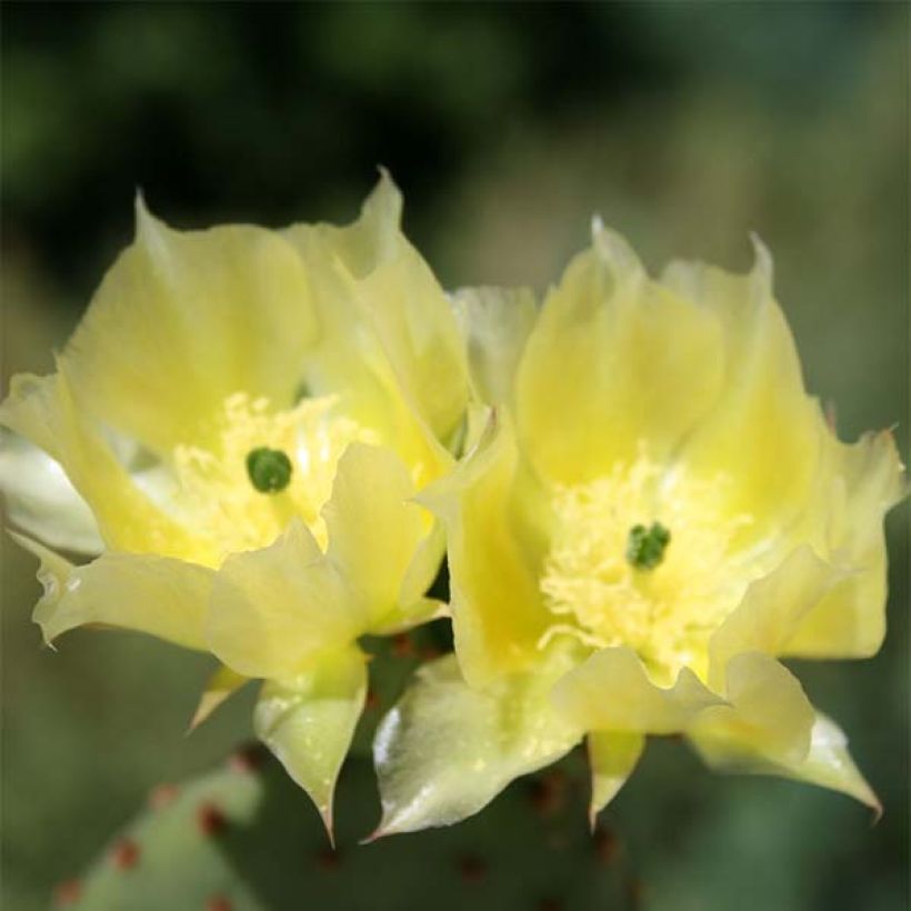 Opuntia microdasys - Prickly Pear (Flowering)