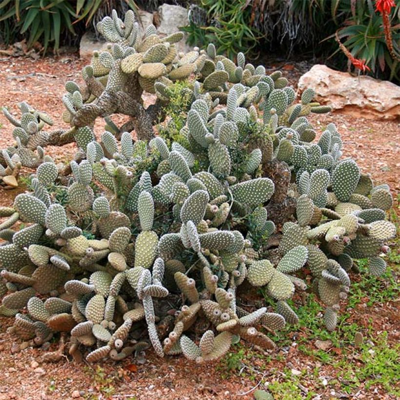 Opuntia microdasys - Prickly Pear (Plant habit)