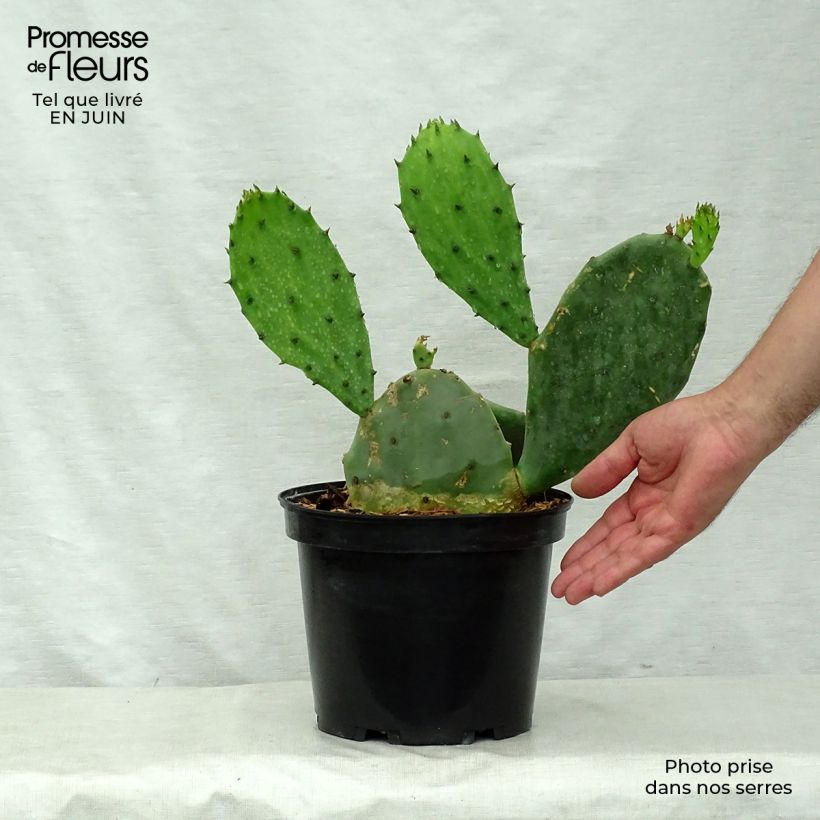 Opuntia microdasys - Prickly Pear 2L/3L pot sample as delivered in summer