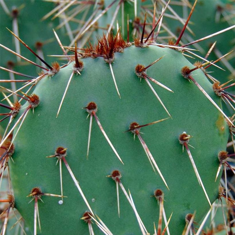 Opuntia phaeacantha Mojavensis - Prickly Pear (Foliage)