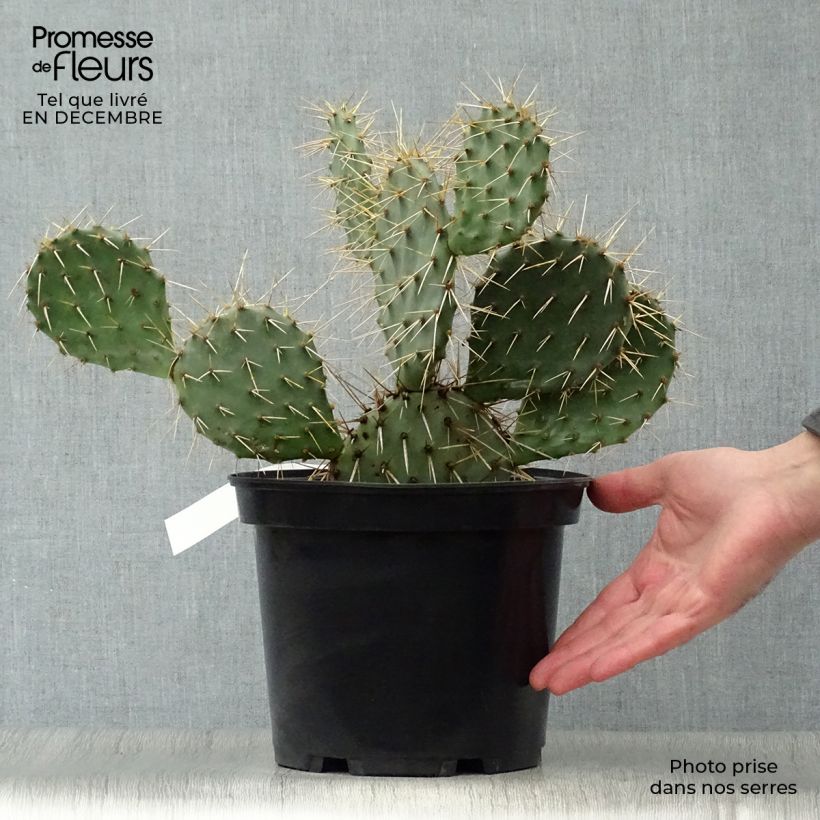 Opuntia phaeacantha Mojavensis - Prickly Pear 4L/5L pot sample as delivered in winter