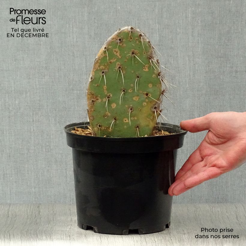 Opuntia sanguinicola - Prickly Pear 4L/5L pot sample as delivered in winter