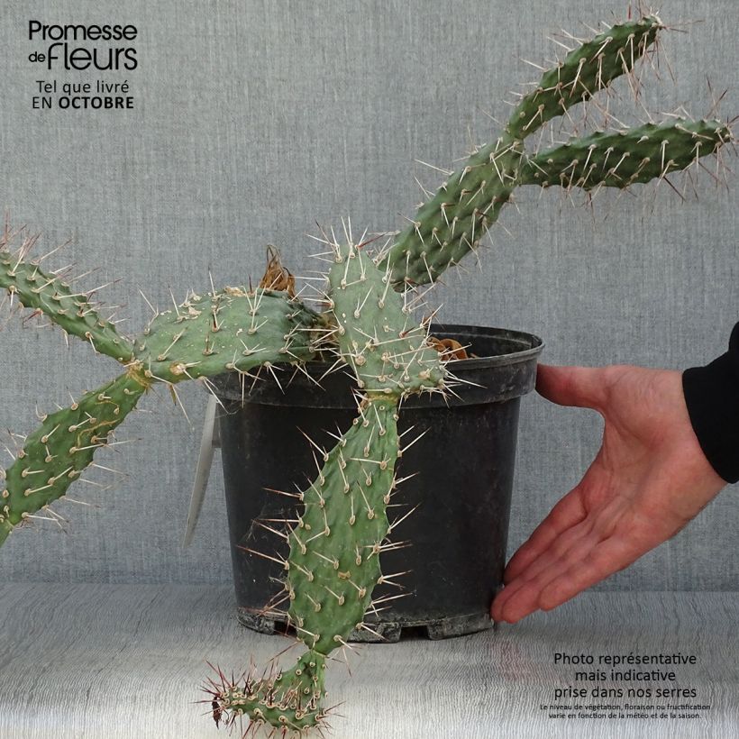 Opuntia sulfurea - Prickly Pear 3L/4L pot sample as delivered in autumn