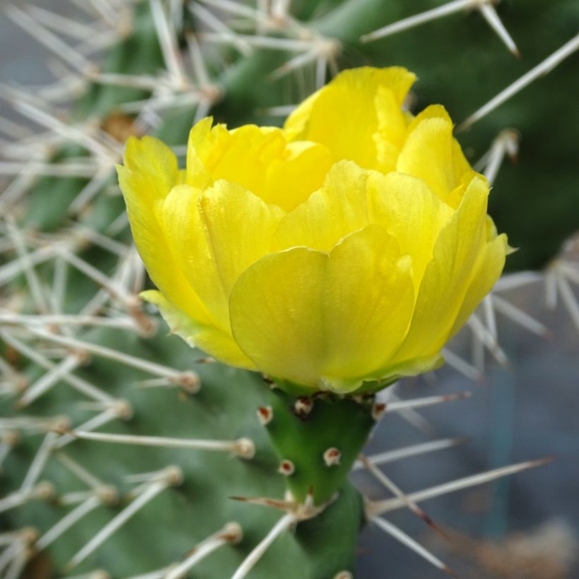 Opuntia sulfurea - Prickly Pear (Flowering)