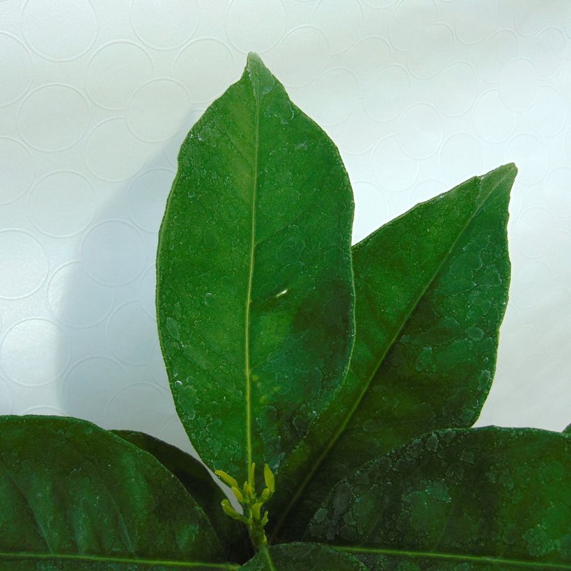 Sweet Orange - Citrus sinensis (Foliage)