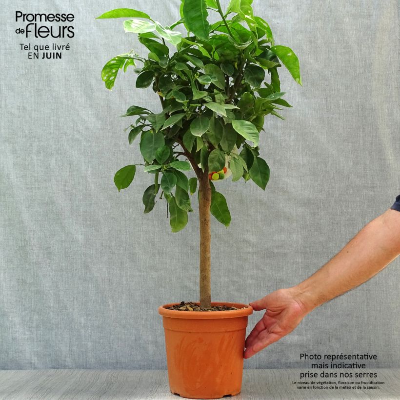 Citrus Corrugata - Bitter Orange 4L/5L pot, Quarter standard sample as delivered in summer