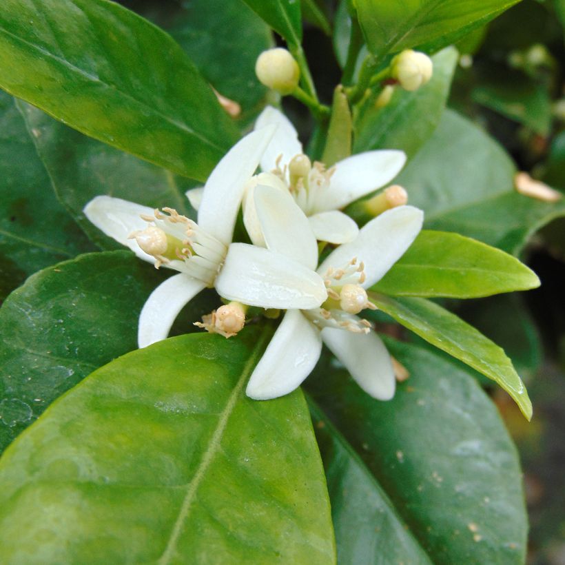 Sweet Orange - Citrus sinensis (Flowering)