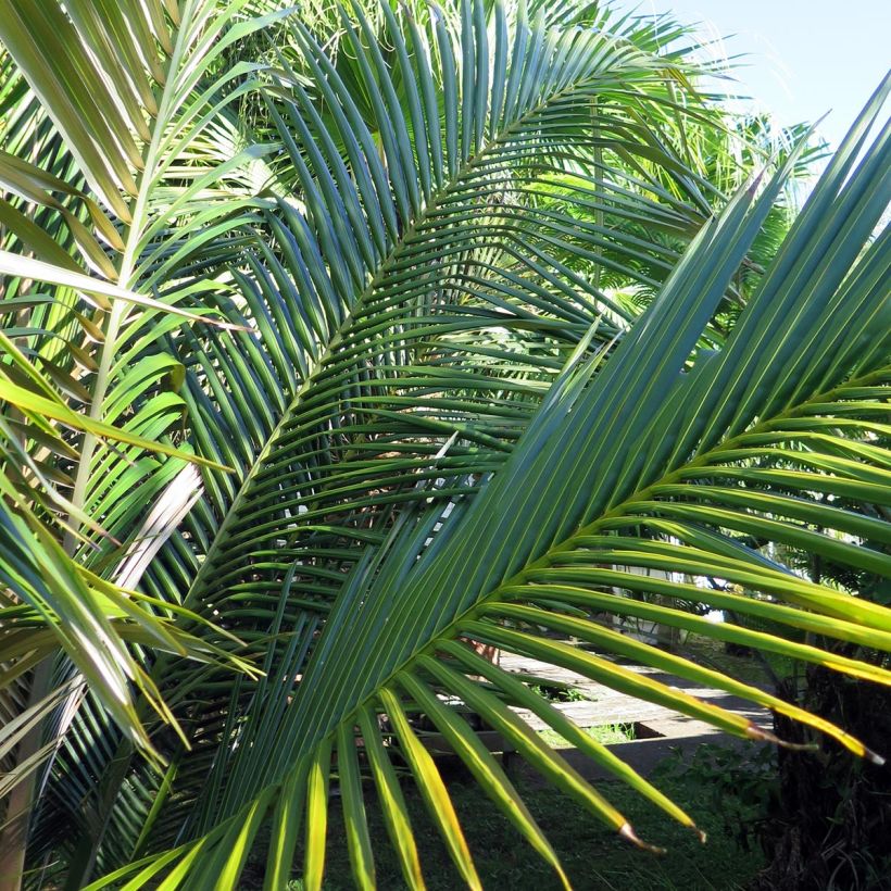 Oraniopsis appendiculata (Foliage)