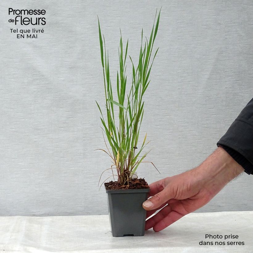 Hordeum jubatum  8/9 cm pot sample as delivered in spring