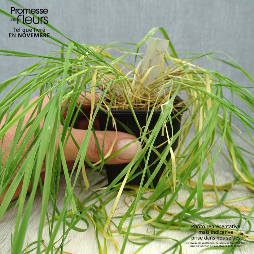 Hordeum jubatum  8/9 cm pot sample as delivered in autumn