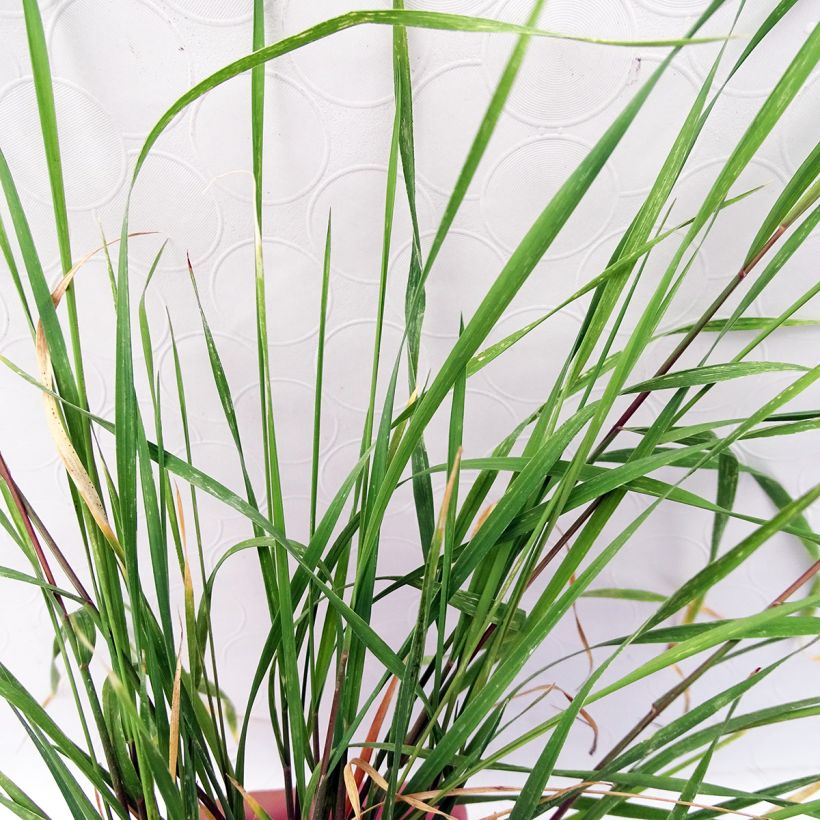 Hordeum jubatum  (Foliage)