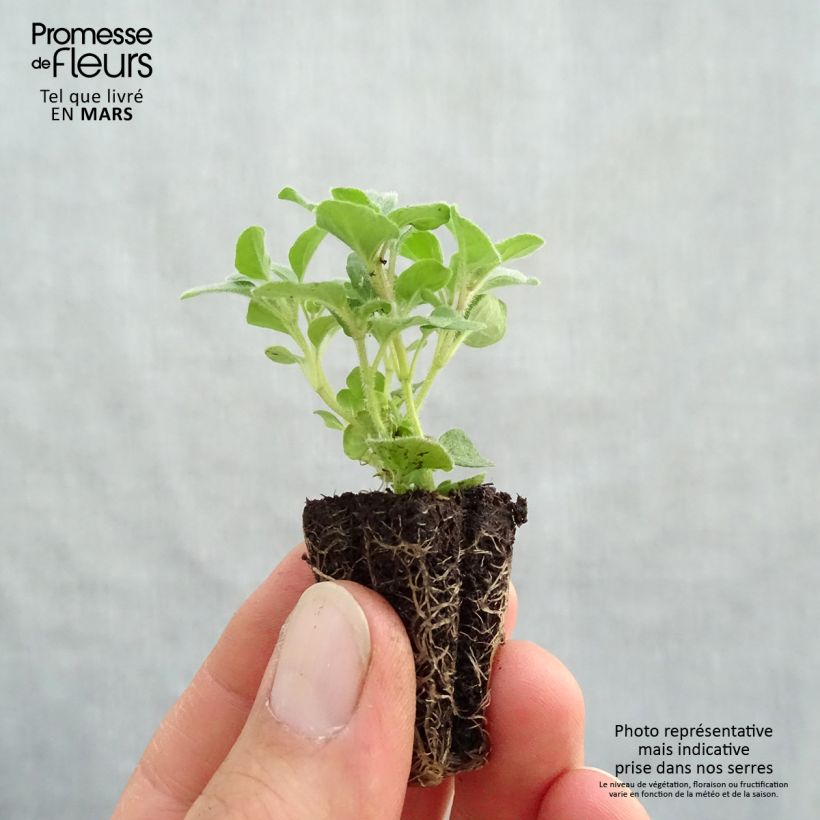 Origanum vulgare Hot and Spicy Plug bio - Oregano Plug plant 3/4cm sample as delivered in spring