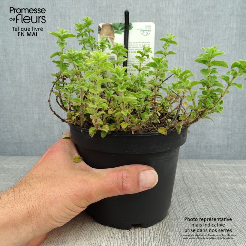 Origanum vulgare Hot and Spicy - Oregano sample as delivered in spring